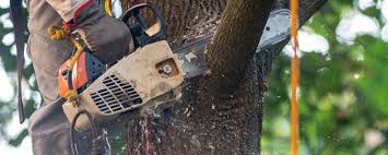 Professional Tree Removal in Wayzata, MN