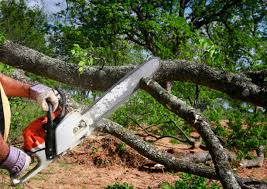 How Our Tree Care Process Works  in  Wayzata, MN