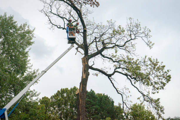 Best Tree Risk Assessment  in Wayzata, MN