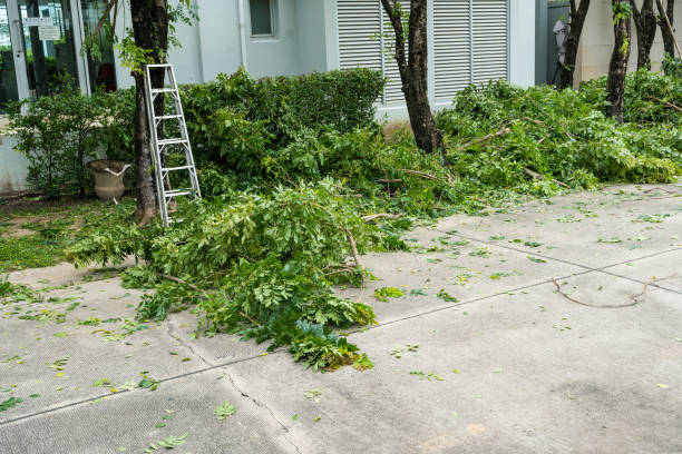 Best Tree Removal  in Wayzata, MN