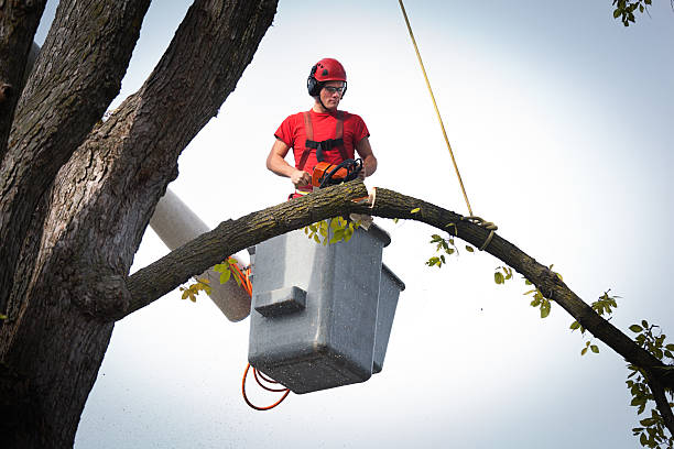 Best Fruit Tree Pruning  in Wayzata, MN