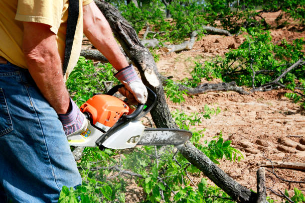 Best Stump Grinding and Removal  in Wayzata, MN